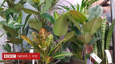 綠色植物的好處|人与自然：室内绿植为何有助于改善身心健康与生活环。